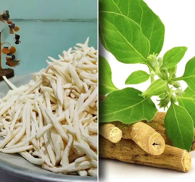 Safed Musli vs Ashwagandha Benefits: Which One is Better for Health?