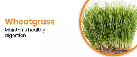 Wheatgrass